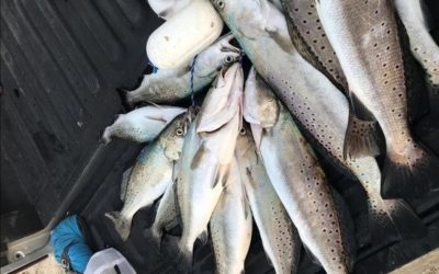 Speckled Trout Fishing in Galveston Bay