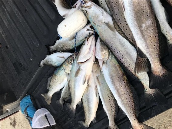 Speckled Trout Fishing in Galveston Bay