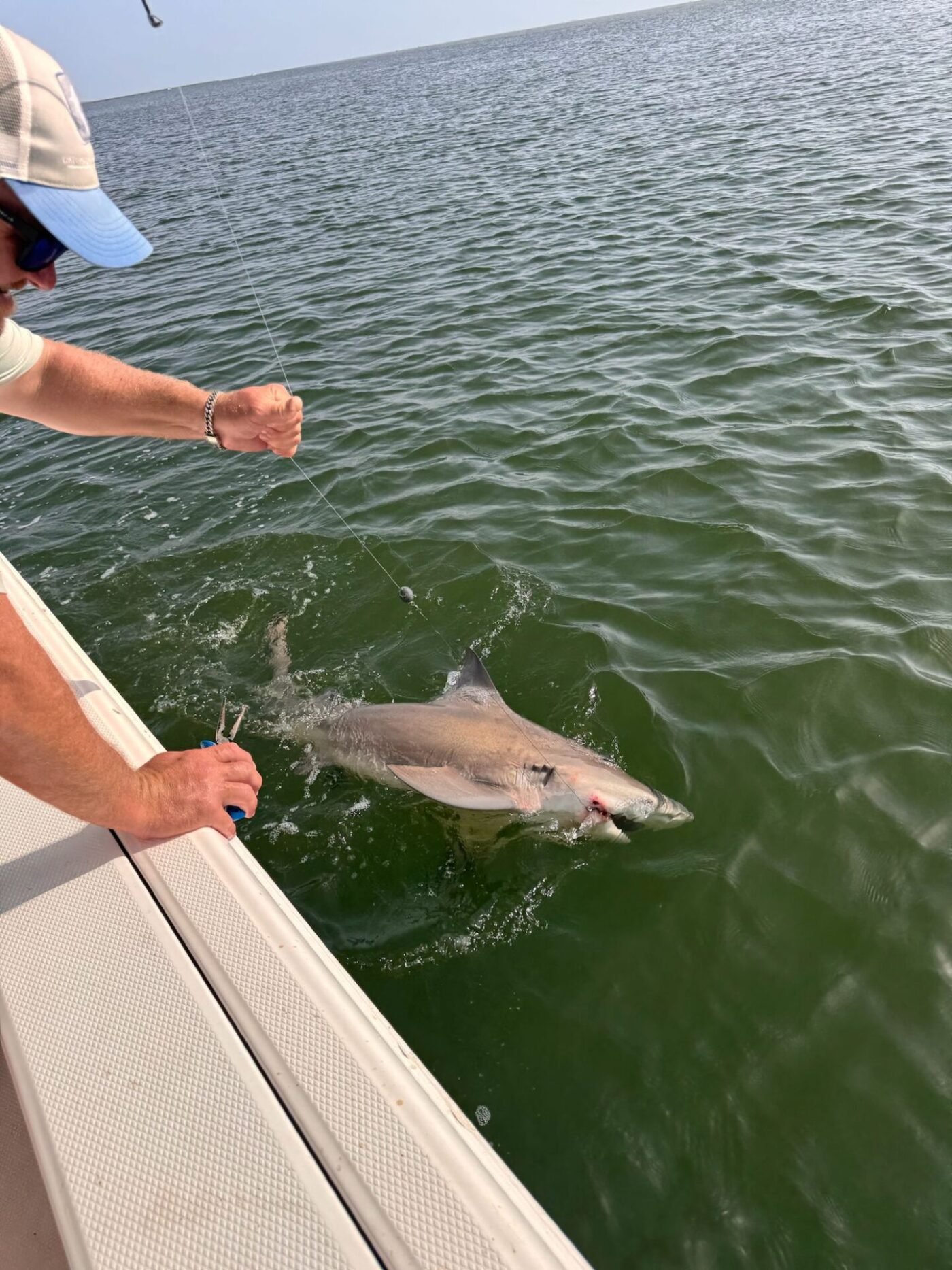 Man in cap carefully releasing a shark beside the fishing boat during a charter with Frenzy Guide Service in green Gulf waters